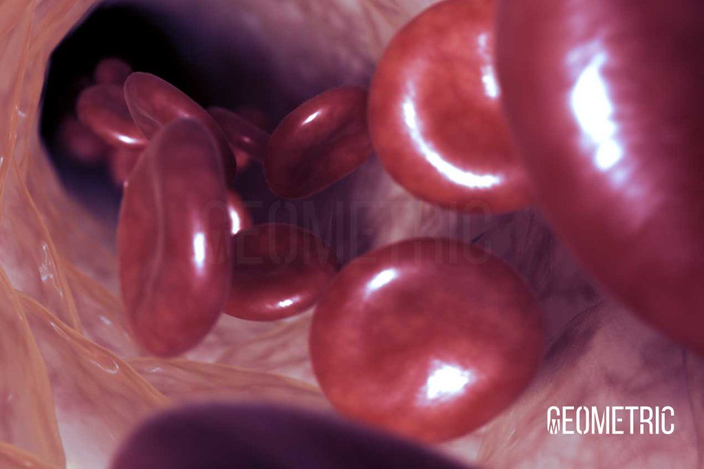 Red Blood Cells By Geometric Medical Animation