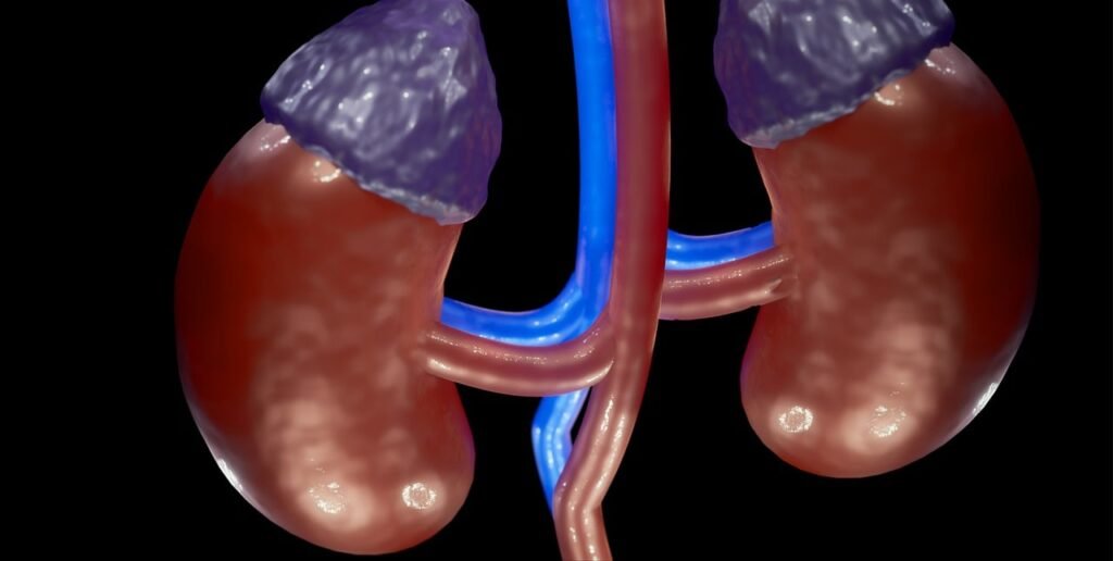 Kidney, Renal Artery, Anatomy, Renal Vein, Adrenal Gland, Human Anatomy, Nephrology, Medical, Health, Kidney, Kidney, Kidney, Kidney, Kidney, Adrenal Gland, Adrenal Gland, Nephrology