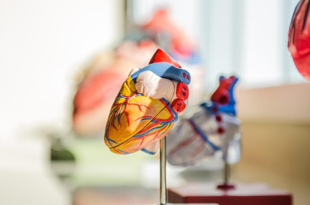 Heart, Human, Anatomy, Nerves, Muscles, Medical, Doctor, Science, School, Anatomy, Anatomy, Anatomy, Anatomy, Anatomy, Doctor, Doctor