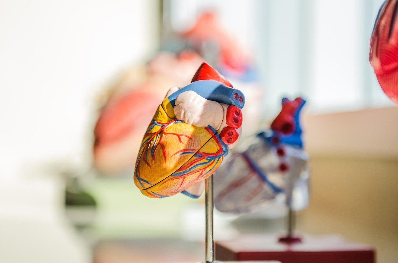 Heart, Human, Anatomy, Nerves, Muscles, Medical, Doctor, Science, School, Anatomy, Anatomy, Anatomy, Anatomy, Anatomy, Doctor, Doctor