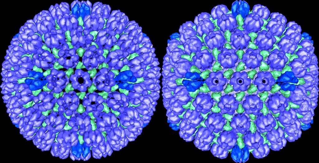 Herpes Simplex Virus Type 1: Procapsid And Mature Capsid
