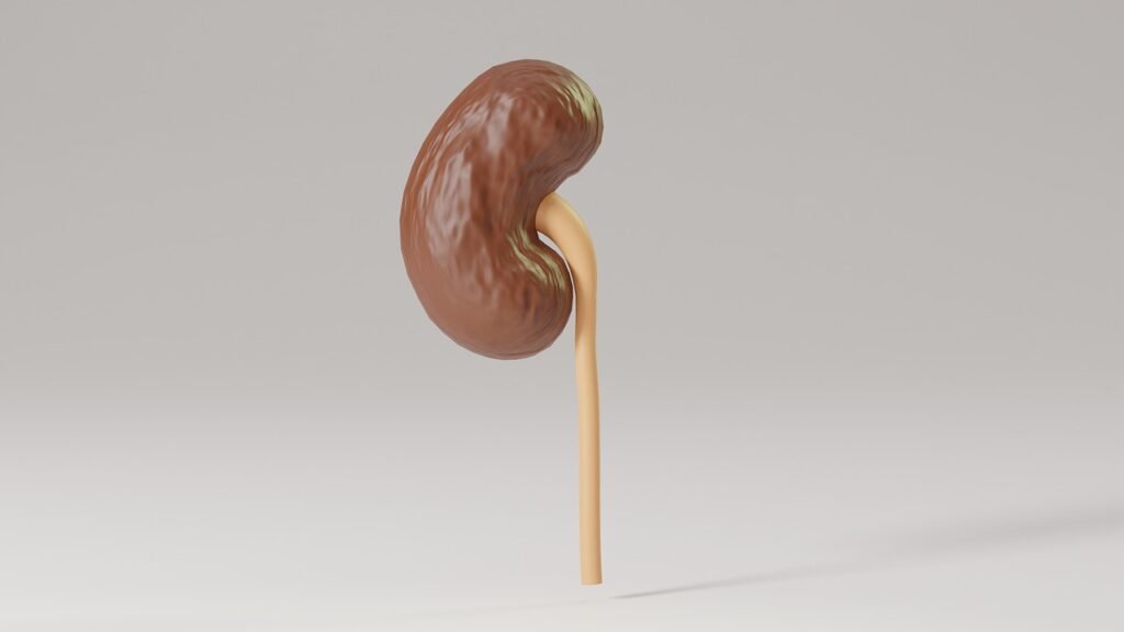 Human, Kidney, Medic, Anatomy, Biology, Organ, Science, Medical, 3d Model, Health, Gray Health, Gray Medical, Gray Science, Kidney, Kidney, Kidney, Kidney, Kidney