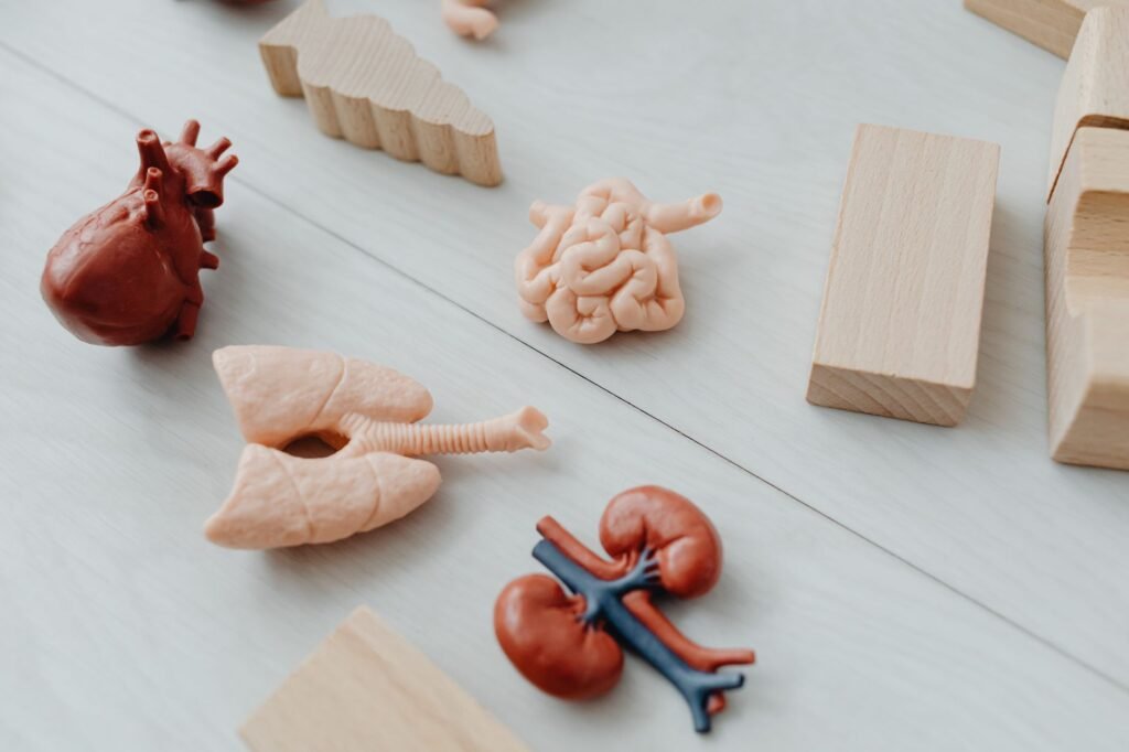 Close Up Of Anatomical Organ Models With Wooden Blocks, Ideal For Learning.