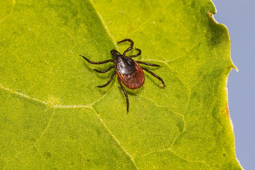 Tick, Lyme, Ixodes Scapularis, Deer Tick, Black Legged Tick, Ixodes Ricinus, Castor Bean Tick, Disease, Illness, Sheep Tick, Insect, Parasitic, Nature, Animal, Arachnid, Hard Bodied Tick, Arthropod, Plant, Poisonous, Bacteria, Tick, Tick, Tick, Tick, Tick, Deer Tick, Deer Tick