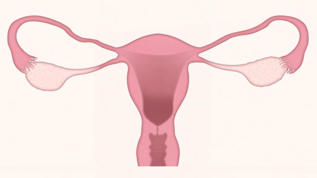 Uterus, Ovary, Ovaries, Gynecology, Pregnancy, Cervix, Reproductive Organs, Woman, Organ, Anatomy, Fallopian Tube, Menstruation, Menopause, Egg, Human Fertility, Uterine Wall, Healthcare, Gynecologist, Science, Scientific Illustration
