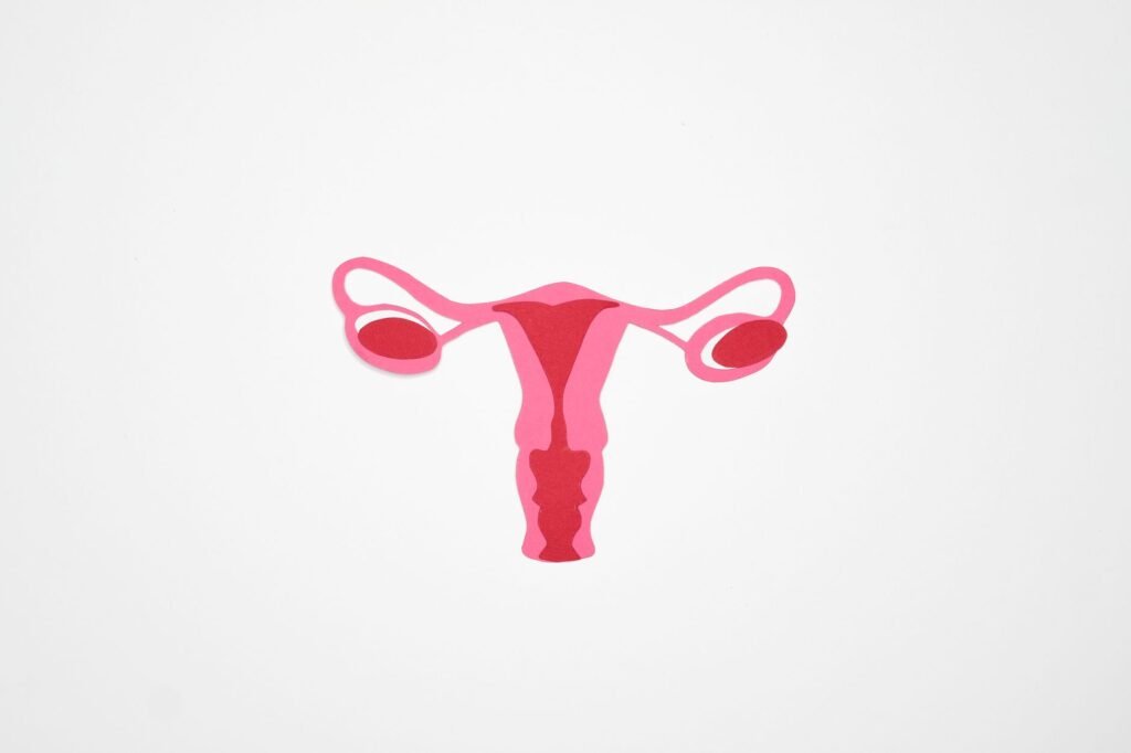 Minimalist Graphic Illustration Of The Female Reproductive System In Shades Of Pink On A White Background.