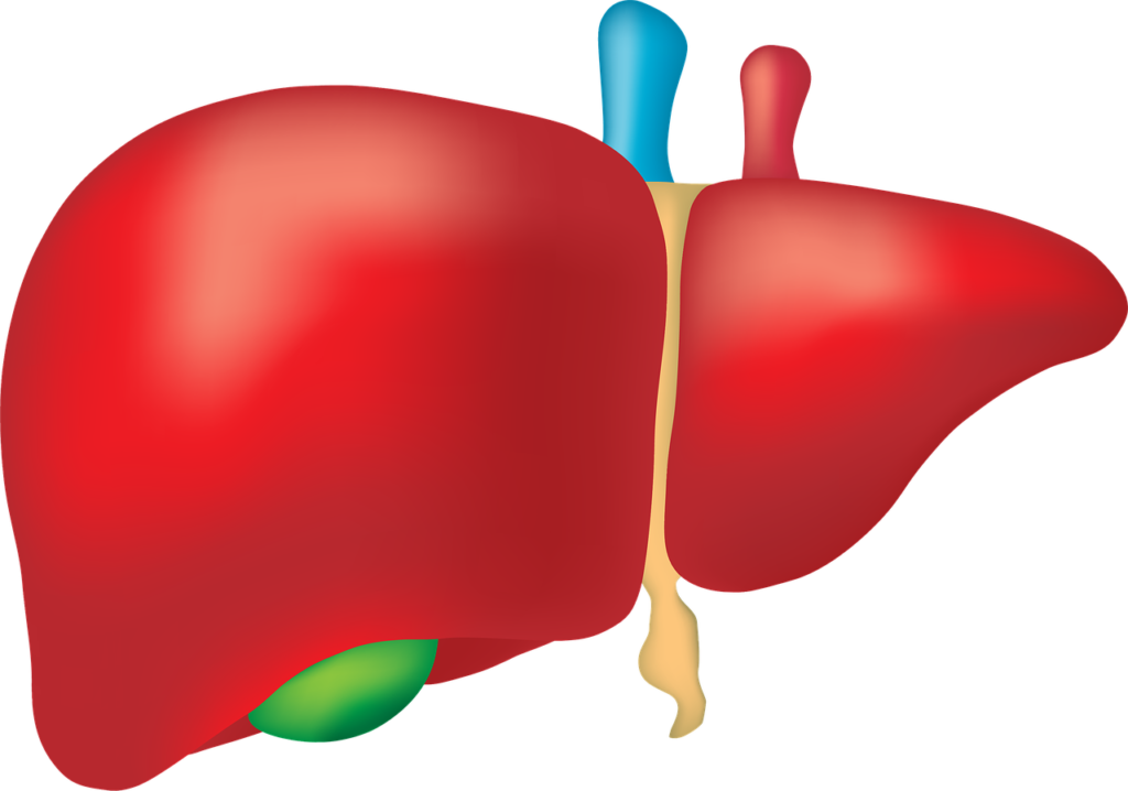 Insulin-like growth factor 1 (IGF-1) is produced primarily by the liver in response to growth hormone (GH) stimulation.